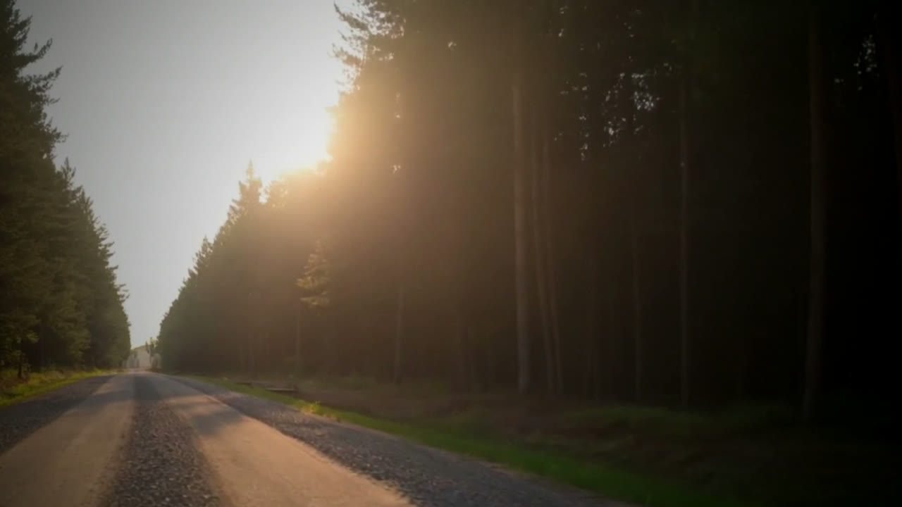 Tiefe Sonne über einer Waldstrasse.